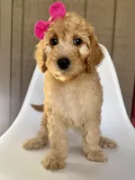 Bellini, a female Goldendoodle for sale in Mount Pleasant, TN – 2 of 2