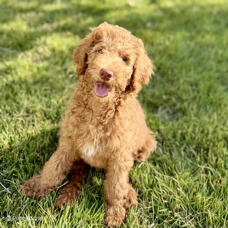 Pixie  – Goldendoodle puppy for sale in Mount Pleasant, TN