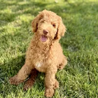 Pixie , a female Goldendoodle for sale in Mount Pleasant, TN – 1 of 2