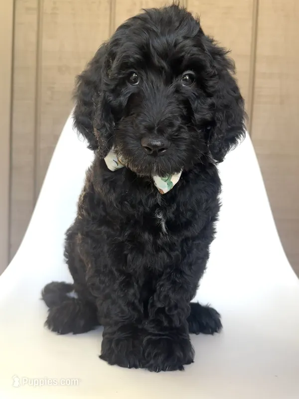 Gnome  – Goldendoodle puppy for sale in Mount Pleasant, TN