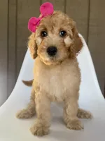 Bellini, a female Goldendoodle for sale in Mount Pleasant, TN – 1 of 2