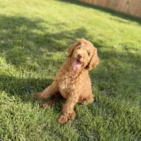 Pixie , a female Goldendoodle for sale in Mount Pleasant, TN – 2 of 2