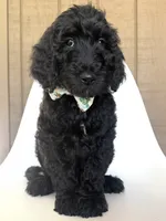 Gnome , a male Goldendoodle for sale in Mount Pleasant, TN – 2 of 2
