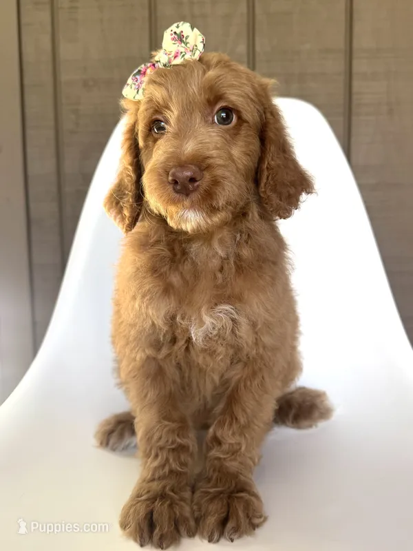 Martini – Goldendoodle puppy for sale in Mount Pleasant, TN