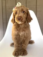 Martini, a female Goldendoodle for sale in Mount Pleasant, TN – 1 of 2