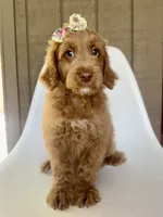 Martini, a female Goldendoodle for sale in Mount Pleasant, TN – 2 of 2