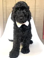 Cricket , a male Goldendoodle for sale in Mount Pleasant, TN – 2 of 2