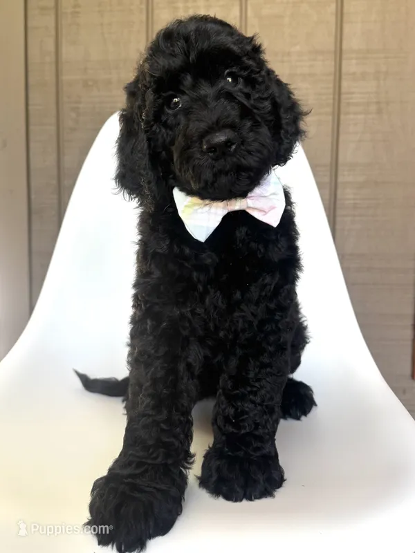 Cricket  – Goldendoodle puppy for sale in Mount Pleasant, TN