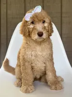 Fairy, a female Goldendoodle for sale in Mount Pleasant, TN – 2 of 2