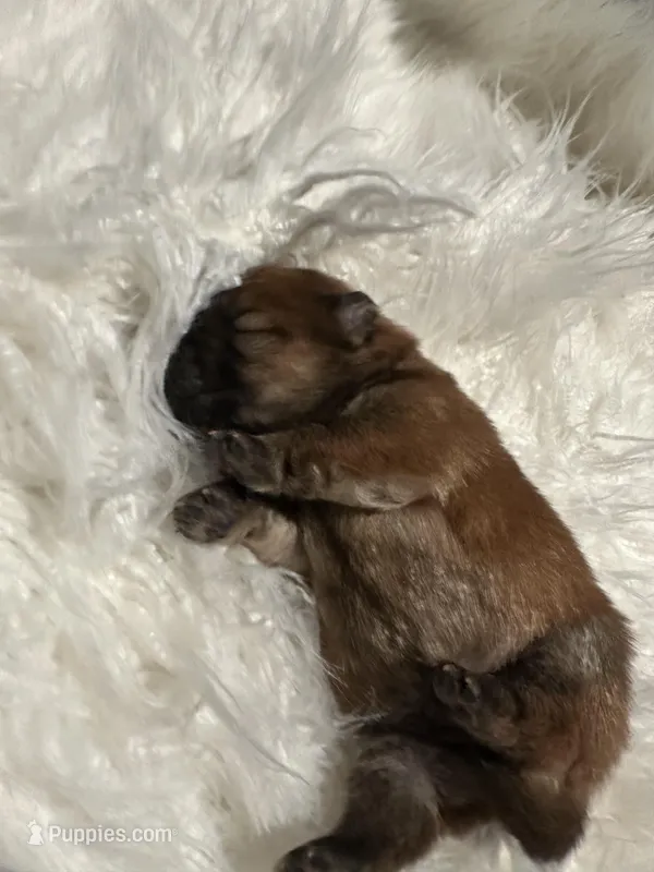 Celestial Chow  – Chow Chow puppy for sale in San Jose, CA