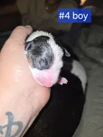 Puppy #4 , a male Bull Terrier for sale in St. Louis, MO – 6 of 7
