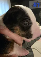 Puppy #1 female, a female Bull Terrier for sale in Arnold, MO – 2 of 10