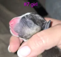 Puppy #7, a female Bull Terrier for sale in St. Louis, MO – 1 of 5
