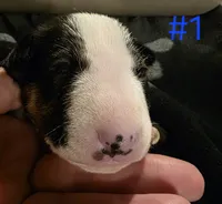 Puppy #1 female, a female Bull Terrier for sale in Arnold, MO – 5 of 10