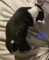 Puppy #1 female, a female Bull Terrier for sale in Arnold, MO – 10 of 10