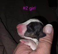 Puppy #2, a female Bull Terrier for sale in St. Louis, MO – 3 of 5