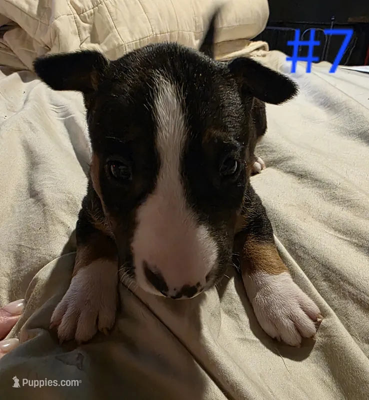 Puppy #7 – Bull Terrier puppy for sale in Arnold, MO