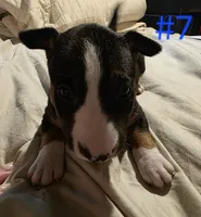 Puppy #7, a female Bull Terrier for sale in Arnold, MO – 1 of 8