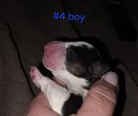 Puppy #4 , a male Bull Terrier for sale in St. Louis, MO – 2 of 7