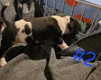 Puppy #2 female, a female Bull Terrier for sale in Arnold, MO – 4 of 10
