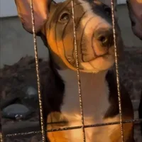 Black and tan male, a male Bull Terrier for sale in St. Louis, MO – Photo 6 of 6