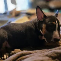 Black and tan male, a male Bull Terrier for sale in St. Louis, MO – Photo 3 of 6