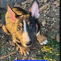 Black and tan male, a male Bull Terrier for sale in St. Louis, MO – Photo 4 of 6