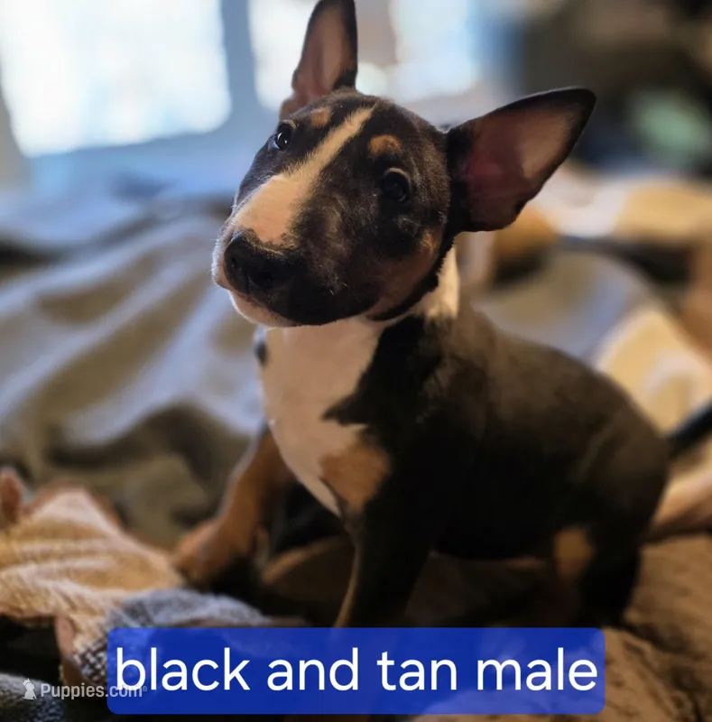 Black and tan male