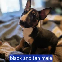 Black and tan male, a male Bull Terrier for sale in St. Louis, MO – Photo 1 of 6