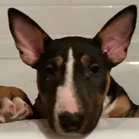 Black and tan male, a male Bull Terrier for sale in St. Louis, MO – Photo 5 of 6