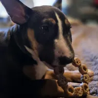 Black and tan male, a male Bull Terrier for sale in St. Louis, MO – Photo 2 of 6
