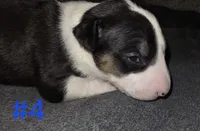 Puppy #4 , a male Bull Terrier for sale in Arnold, MO – 6 of 10