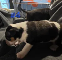 Puppy #4 , a male Bull Terrier for sale in Arnold, MO – 2 of 10
