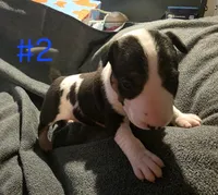 Puppy #2 female, a female Bull Terrier for sale in Arnold, MO – 2 of 10