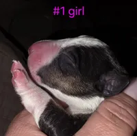 Puppy #1 female, a female Bull Terrier for sale in St. Louis, MO – 2 of 7