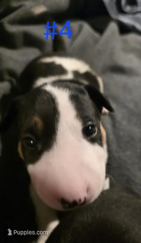 Puppy #4  – Bull Terrier puppy for sale in Arnold, MO