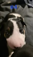 Puppy #4 , a male Bull Terrier for sale in Arnold, MO – 1 of 10