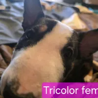 Tricolor female, a male Bull Terrier for sale in St. Louis, MO – Photo 4 of 5