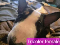 Tricolor female, a male Bull Terrier for sale in St. Louis, MO – Photo 4 of 5