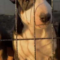 Tricolor female, a male Bull Terrier for sale in St. Louis, MO – Photo 1 of 5