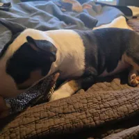 Tricolor female, a male Bull Terrier for sale in St. Louis, MO – Photo 3 of 5