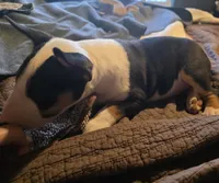 Tricolor female, a male Bull Terrier for sale in St. Louis, MO – Photo 3 of 5