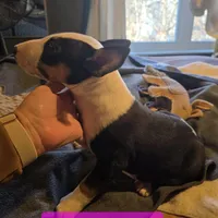 Tricolor female, a male Bull Terrier for sale in St. Louis, MO – Photo 2 of 5