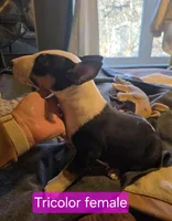 Tricolor female, a male Bull Terrier for sale in St. Louis, MO – Photo 2 of 5