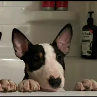 Tricolor female, a male Bull Terrier for sale in St. Louis, MO – Photo 5 of 5