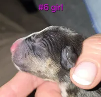 puppy #6, a female Bull Terrier for sale in St. Louis, MO – 2 of 6