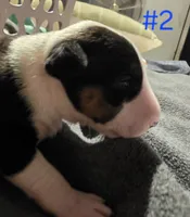Puppy #2 female, a female Bull Terrier for sale in St. Louis, MO – 5 of 10