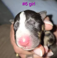puppy #6, a female Bull Terrier for sale in St. Louis, MO – 3 of 6
