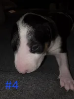 Puppy #4 , a male Bull Terrier for sale in Arnold, MO – 7 of 10