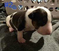 Puppy #2 female, a female Bull Terrier for sale in St. Louis, MO – 7 of 10